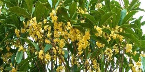 桂花樹 風水|桂花树的象征与风水学（桂花树的寓意与风水布局的要点）